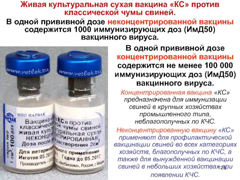 Инструкция по применению вакцины от чумы свиней и противопоказания