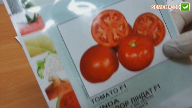 Томат линда f1 - характеристики сорта, особенности выращивания, сроки созревания помидор и способы получения семян