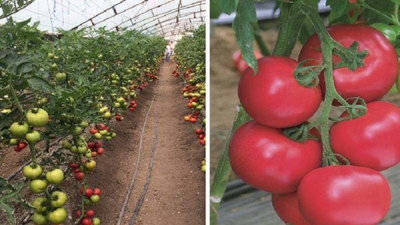 Характеристика и описание сорта томата Пинк Парадайз, его урожайность