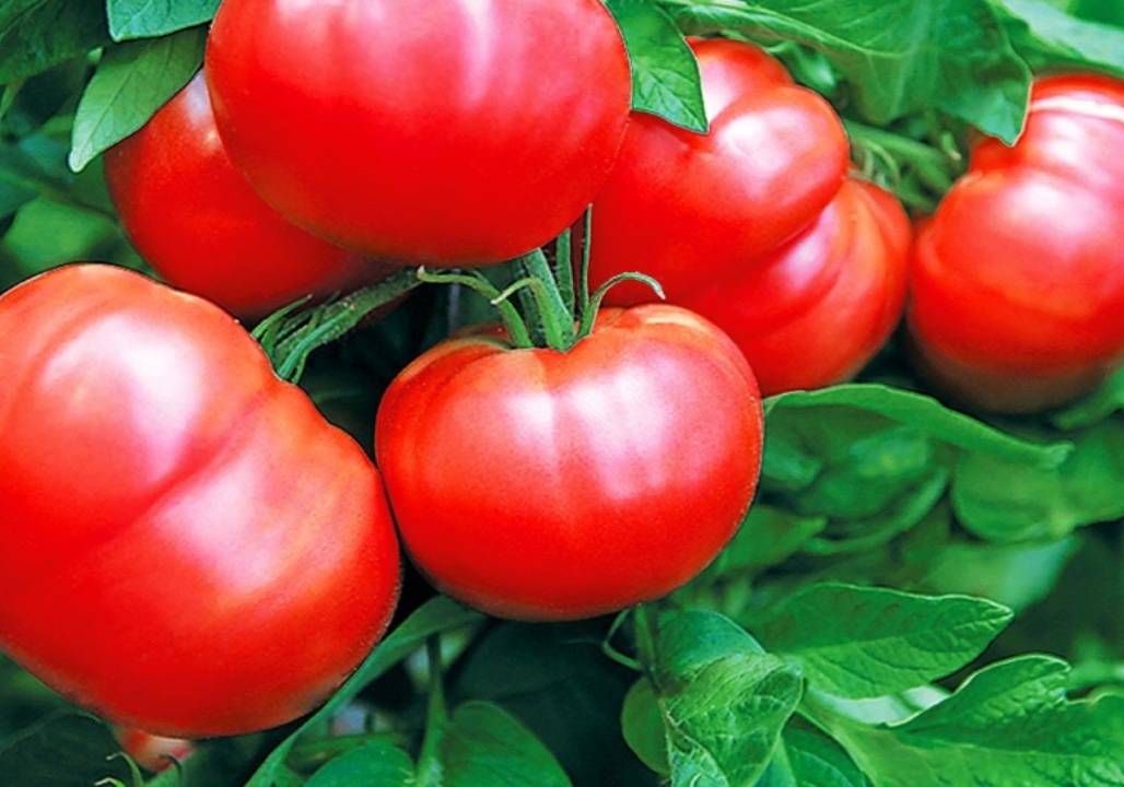 Лучшие сорта помидоров для подмосковья |