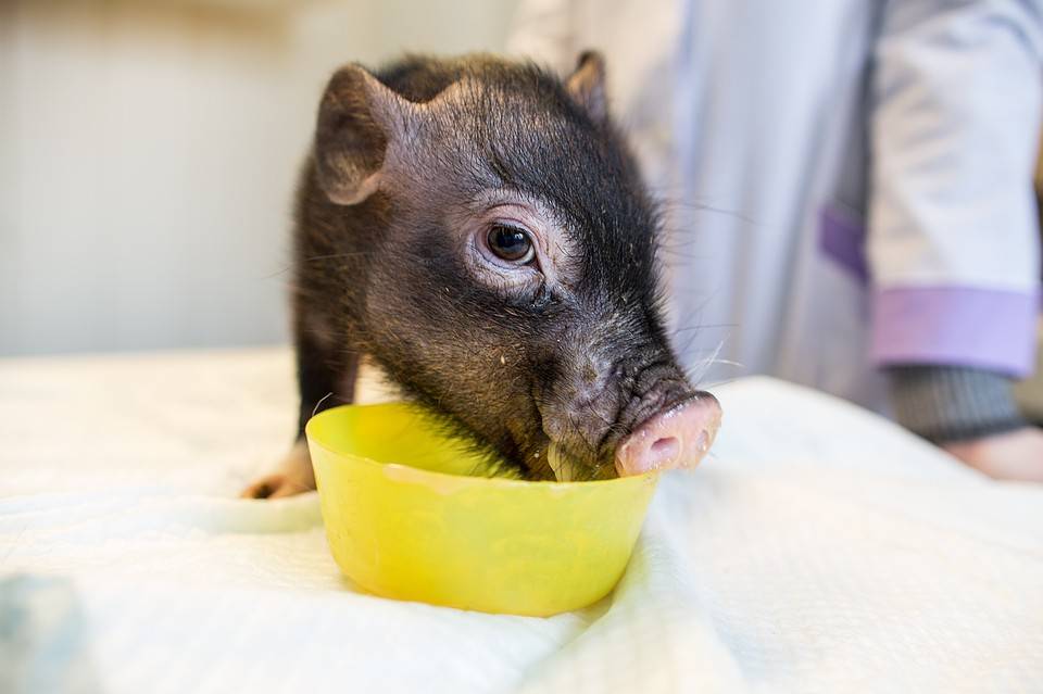 Микро пиги: описание и характеристика, виды домашних свинок, сколько живут и стоит ли заводить в квартире