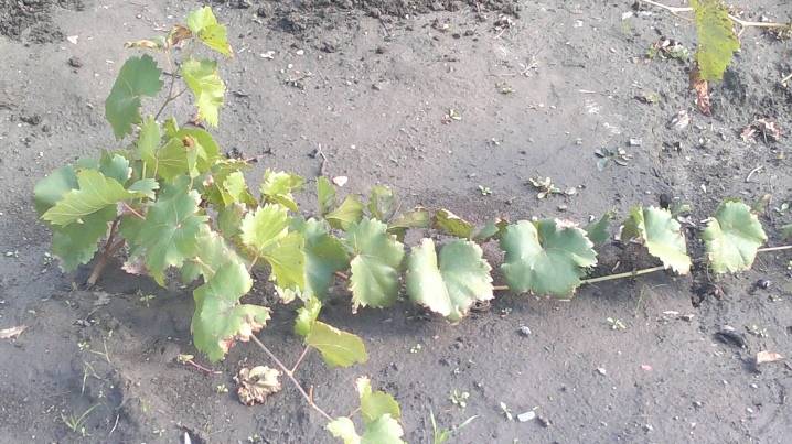 Размножение винограда отводками: способы получения крепких саженцев