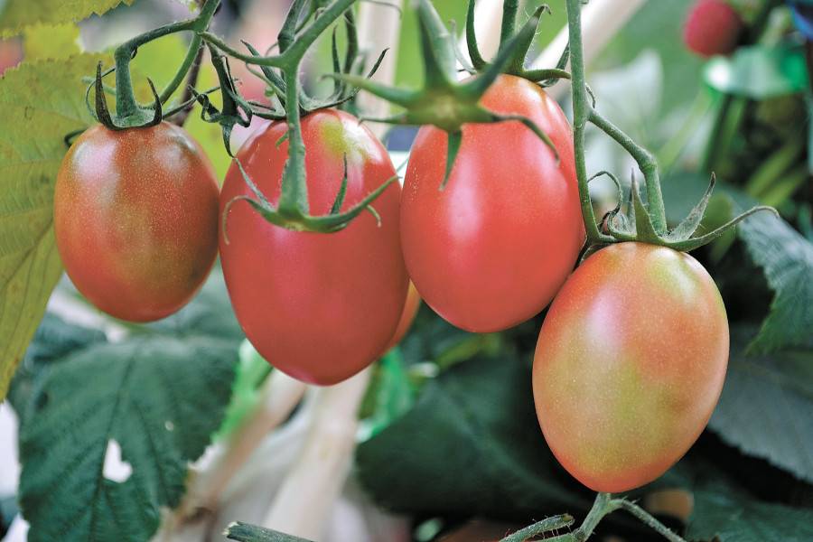 Лучшие сорта томатов кировской селекции для теплиц и открытого грунта