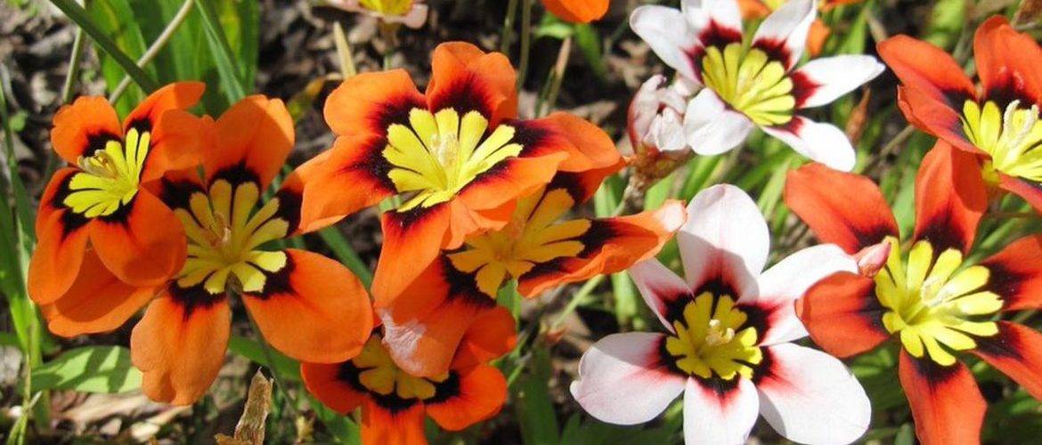 Все об уходе за спараксисом: выращивание цветов, посадка в открытый грунт