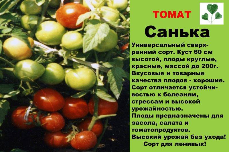 Характеристика и описание сорта томата уральский ранний
