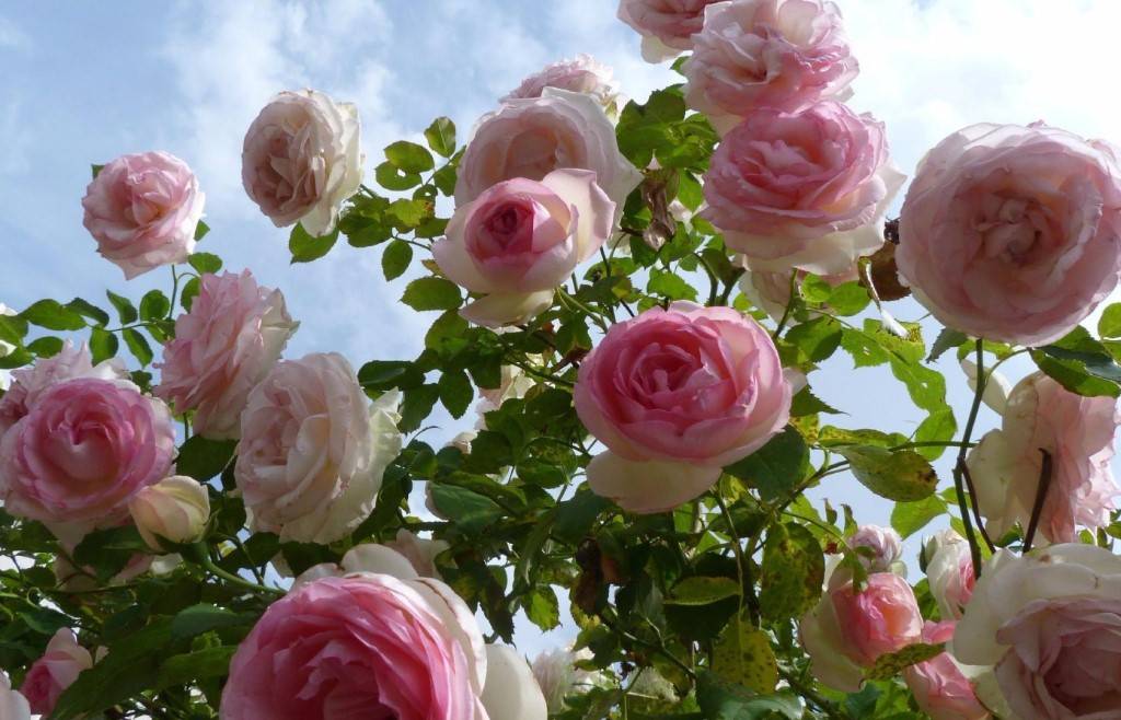 Роза пьер де ронсар, описание, особенности сорта и правильная посадка