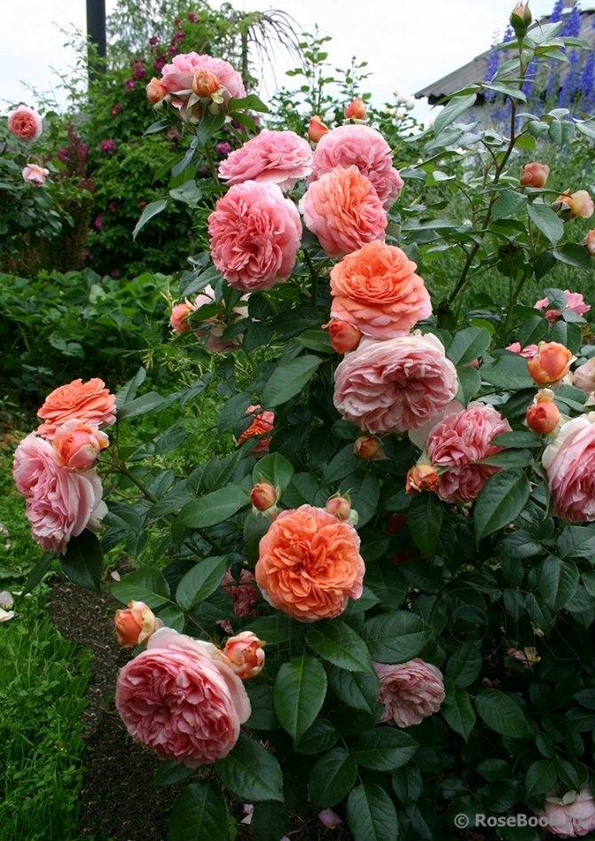 Чиппендейл (роза): описание сорта, выращивание, уход и особенности :: syl.ru
