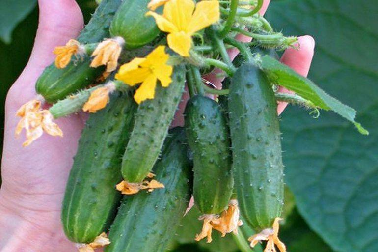 Огурец марьина роща f1: подробное описание урожайного корнишонного гибрида, отзывы и особенности выращивания