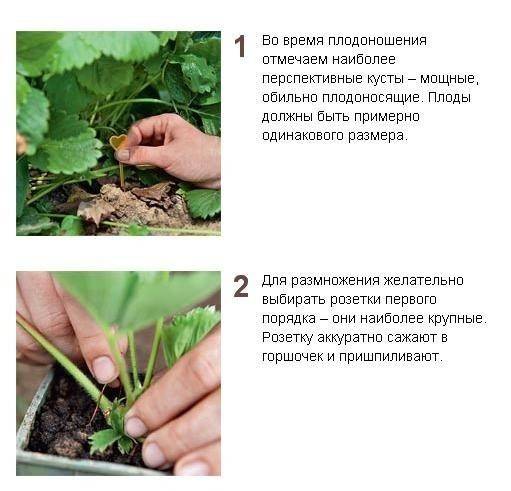 Как посадить клубнику осенью: пошаговая инструкция