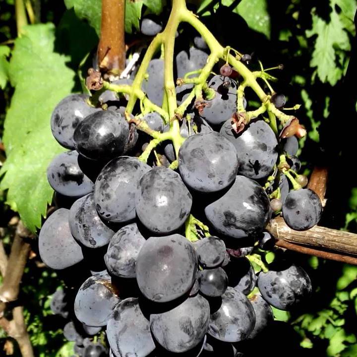 Виноград сфинкс описание особенностей сорта, уход, выращивание, фото и отзывы