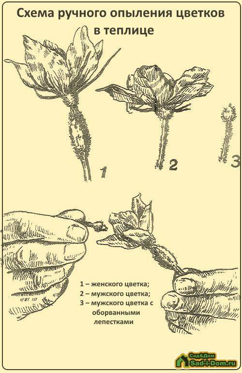 Какие бывают огурцы: классификация сортов, что такое партенокарпические, самоопыляющиеся,пчелоопыляемые ?
