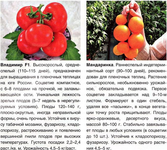 Как выращивать томаты высокорослые в открытом грунте - сад и огород