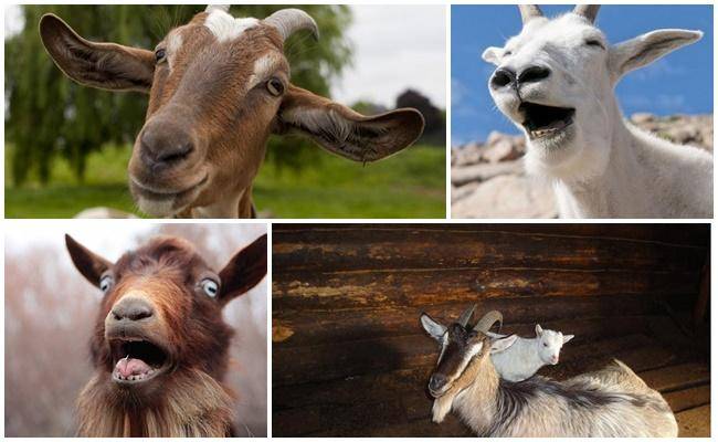 Почему коза постоянно орет и как эффективно отучить животное кричать