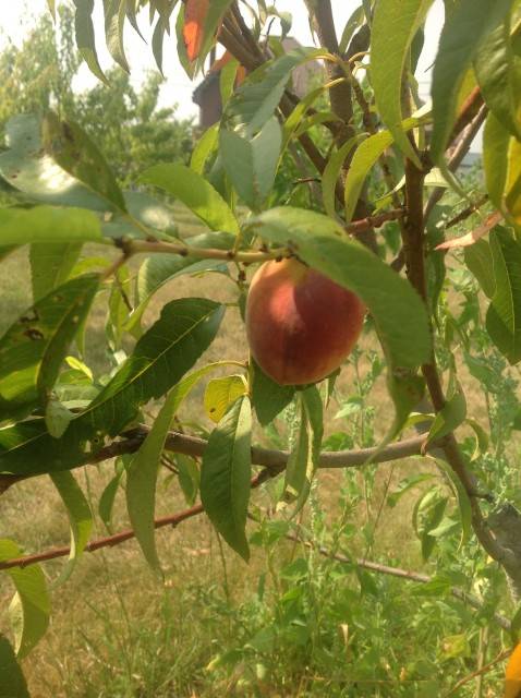 Персики в подмосковье": лучшие сорта, уход и выращивание