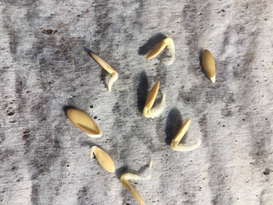 Семена огурцов обработка перед посадкой