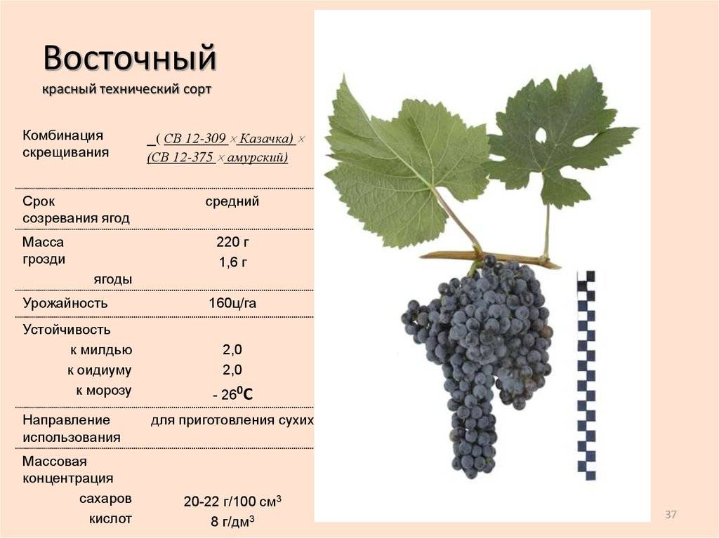 Сорт винограда мукузани: описание, агротехника выращивания