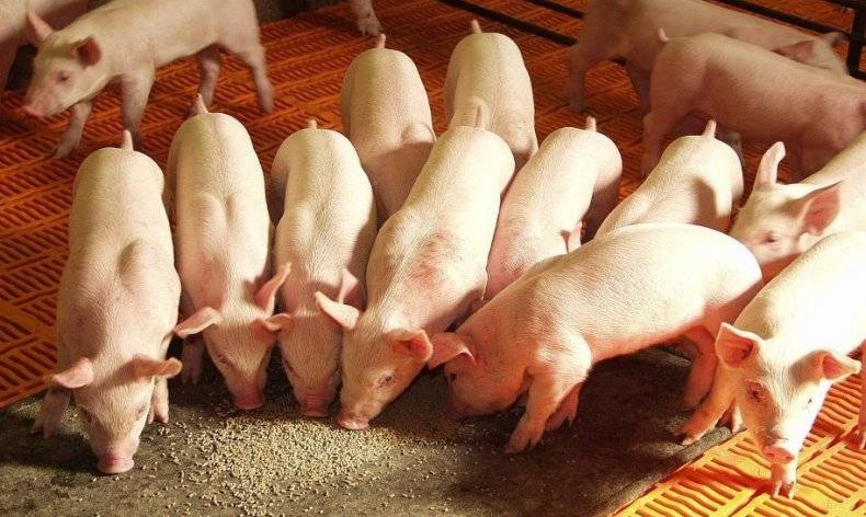 Комбикорм для свиней: состав, рецепты, советы как сделать в домашних условиях. 100 фото и видео лучшего корма для свиней