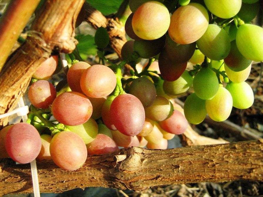 Проверенный и результативный сорт винограда «краса никополя»