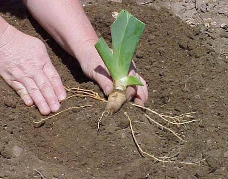 Нарциссы: посадка и уход в открытом грунте, когда и как сажать, когда пересаживать и выкапывать, правила ухода и выращивания на дачном участке