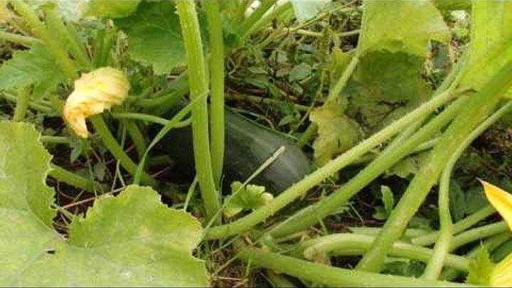 Что делать, если огурцы на грядках растут кривыми и горькими: ошибки при выращивании овощей