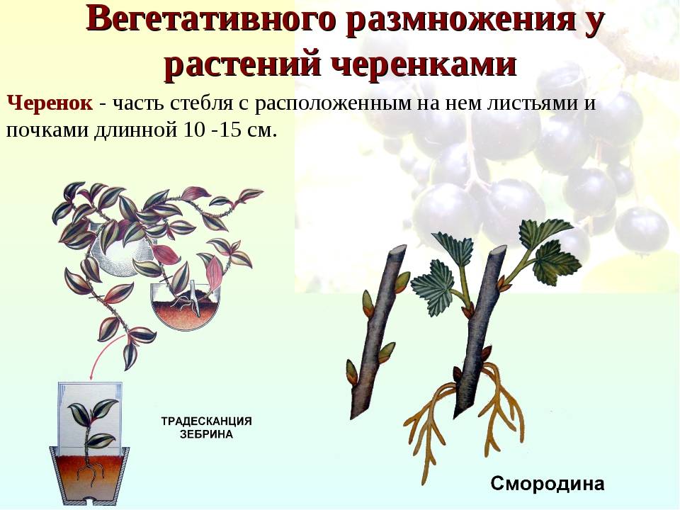 Семенной и вегетативный способы размножения тюльпанов, технология и сроки