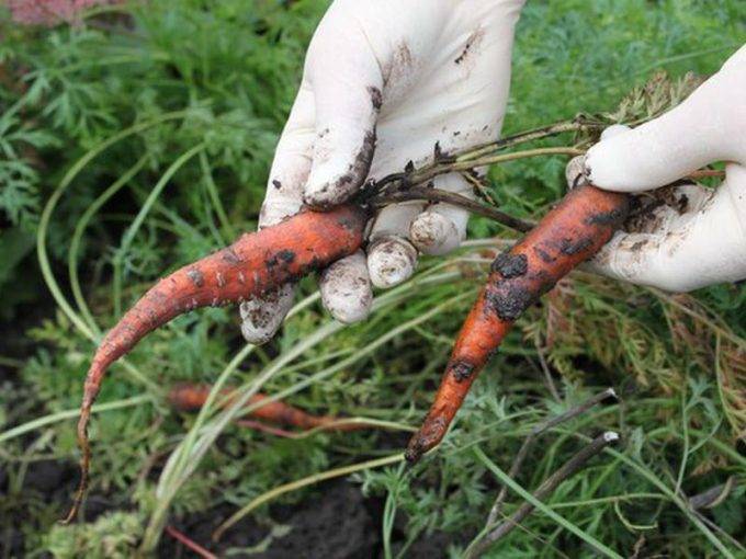 Описание вредителей моркови, лечение и борьба с ними