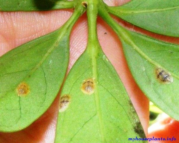 Вредители и болезни цитрусовых | питомник растений