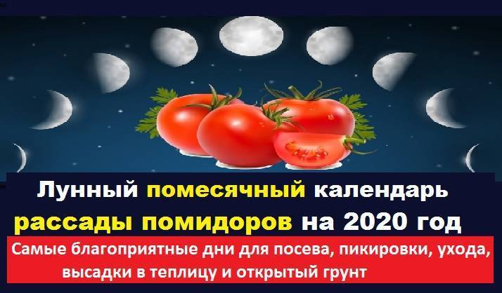 Когда сажать помидоры на рассаду в 2021 году на урале