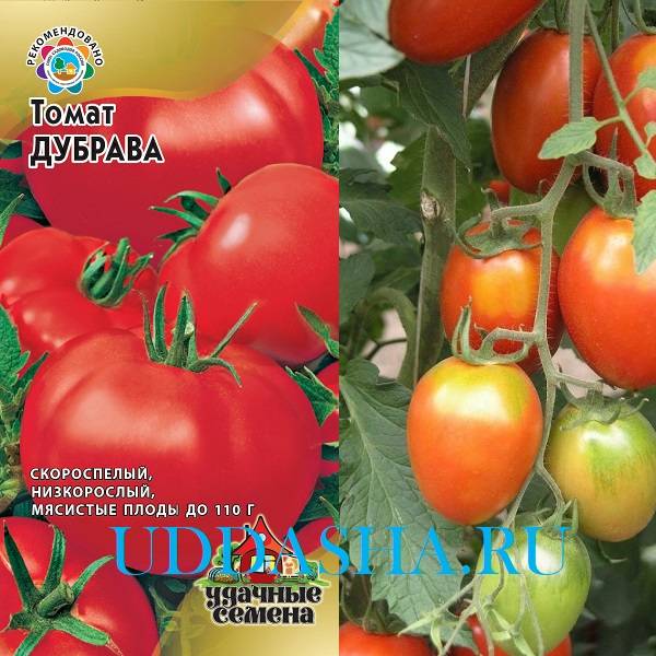 Томат дубрава: описание и характеристика сорта, особенности выращивания помидоров, посадка и уход, отзывы тех, кто сажал, фото