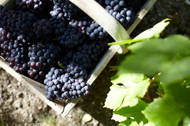 Виноград пино: разновидности сорта и описание