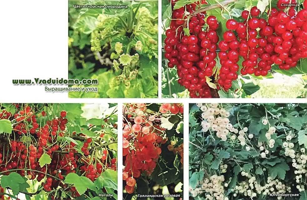 Красная смородина: выращивание, виды и сорта