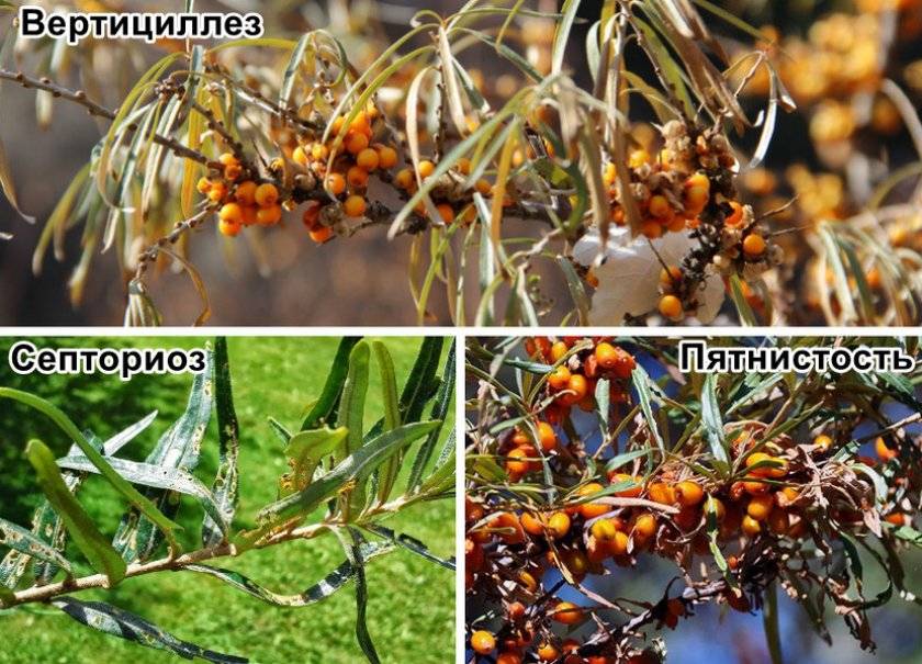 Курчавость листьев персика: как лечить болезни персика, симптомы, описание с фото и меры защиты