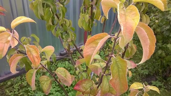 Почему осенью желтеют и опадают листья с деревьев: какие листья меняют цвет и почему так происходит | фоксфорд.медиа  - фоксфорд.медиа