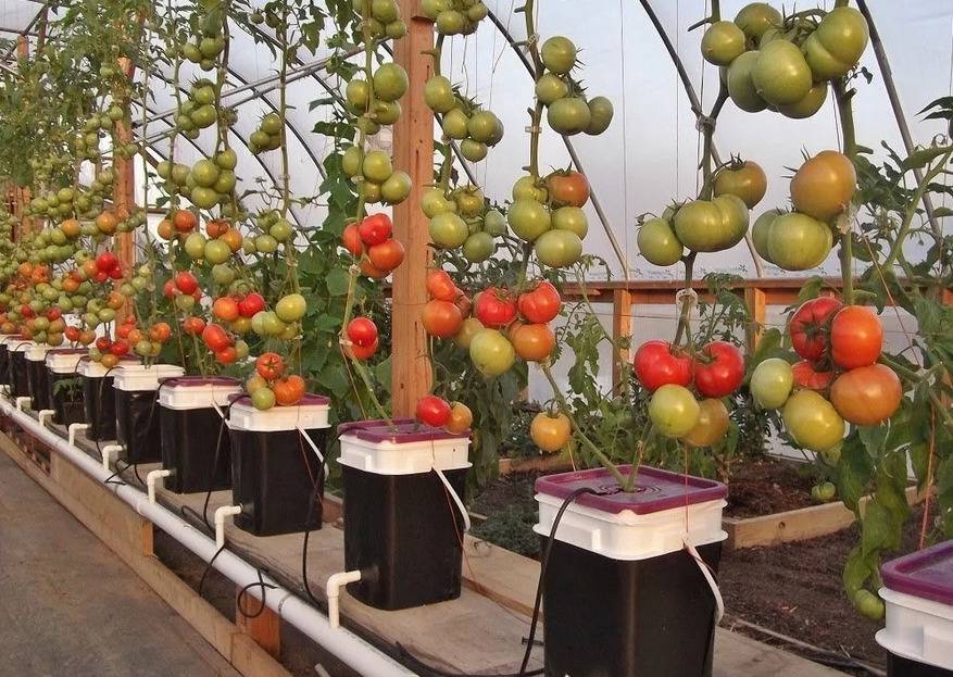 Выращивание помидоров по принципу увеличения урожая: томатные правила 2021