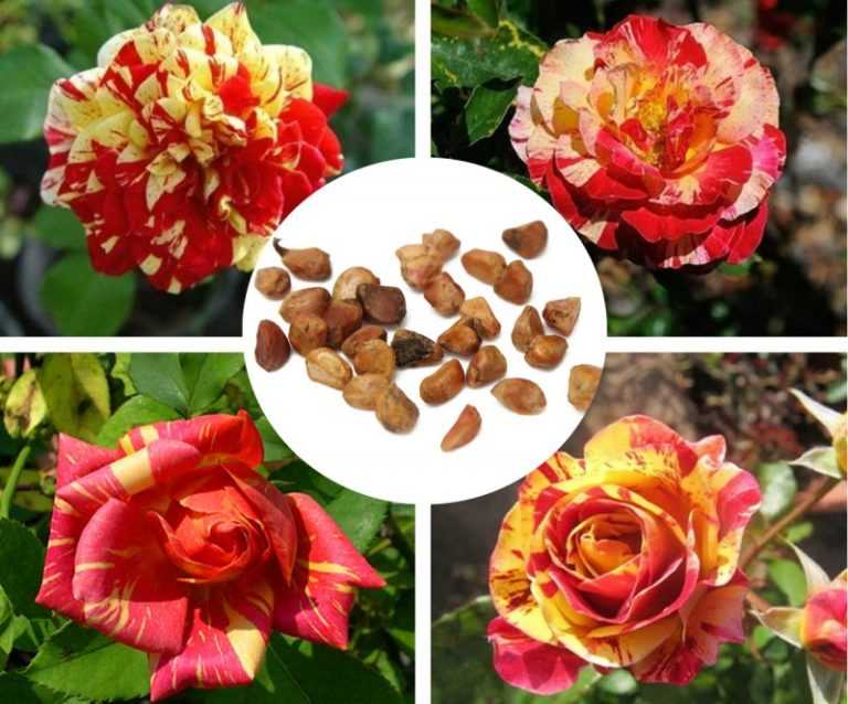 Особенности посадки и ухода за прекрасным цветком – розой полиантовой