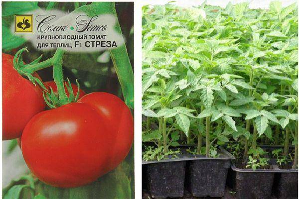 Описание сорта томата Солярис, особенности выращивания
