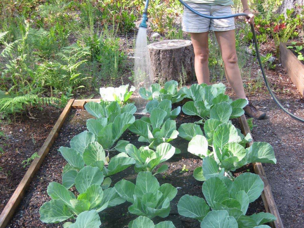 Уход за капустой в открытом грунте: что делать, чтобы был хороший урожай