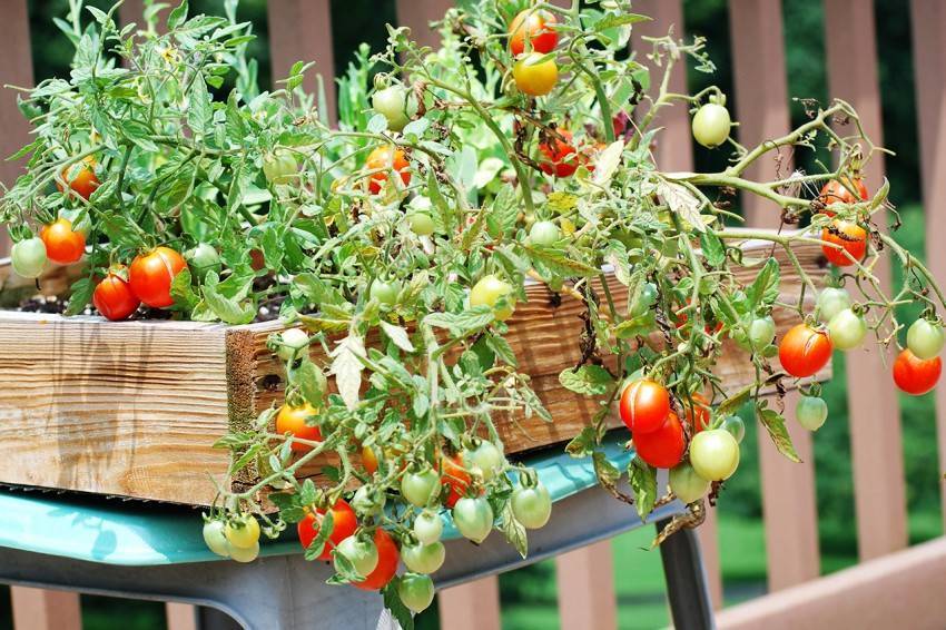 Богатый урожай томатов круглый год: как вырастить помидоры на балконе и что для этого необходимо