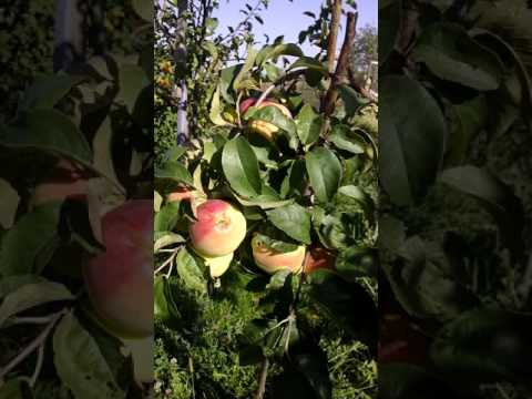 Яблоня «кандиль орловский»: описание сорта и агротехника выращивания