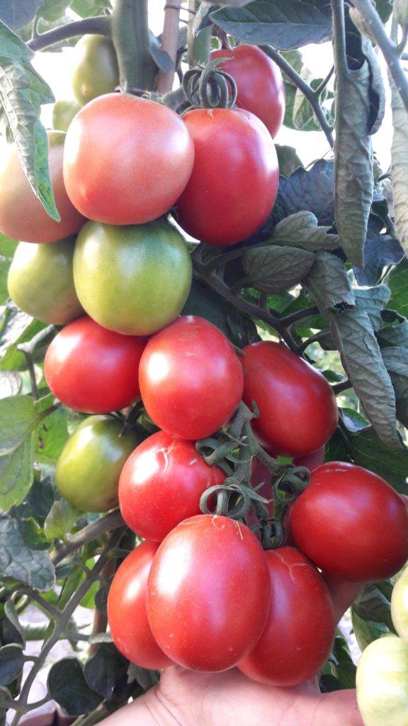 Описание томата солоха: рекомендации по выращиванию