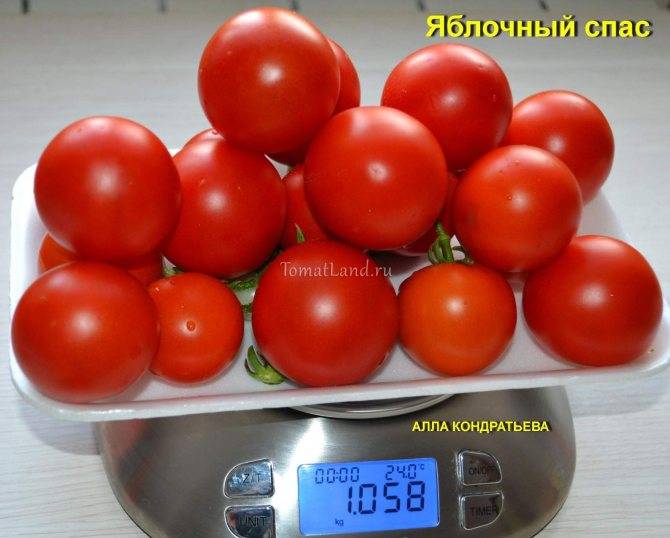 Томат яблоки на снегу характеристика и описание сорта