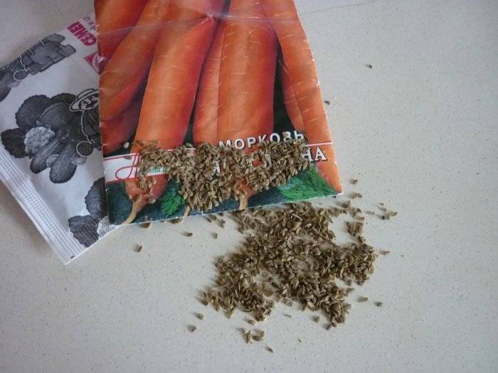 Когда пора собирать семена моркови и как это сделать правильно