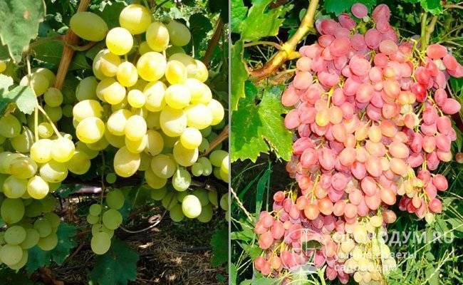 Характеристика, описание сорта винограда низина и его фото
