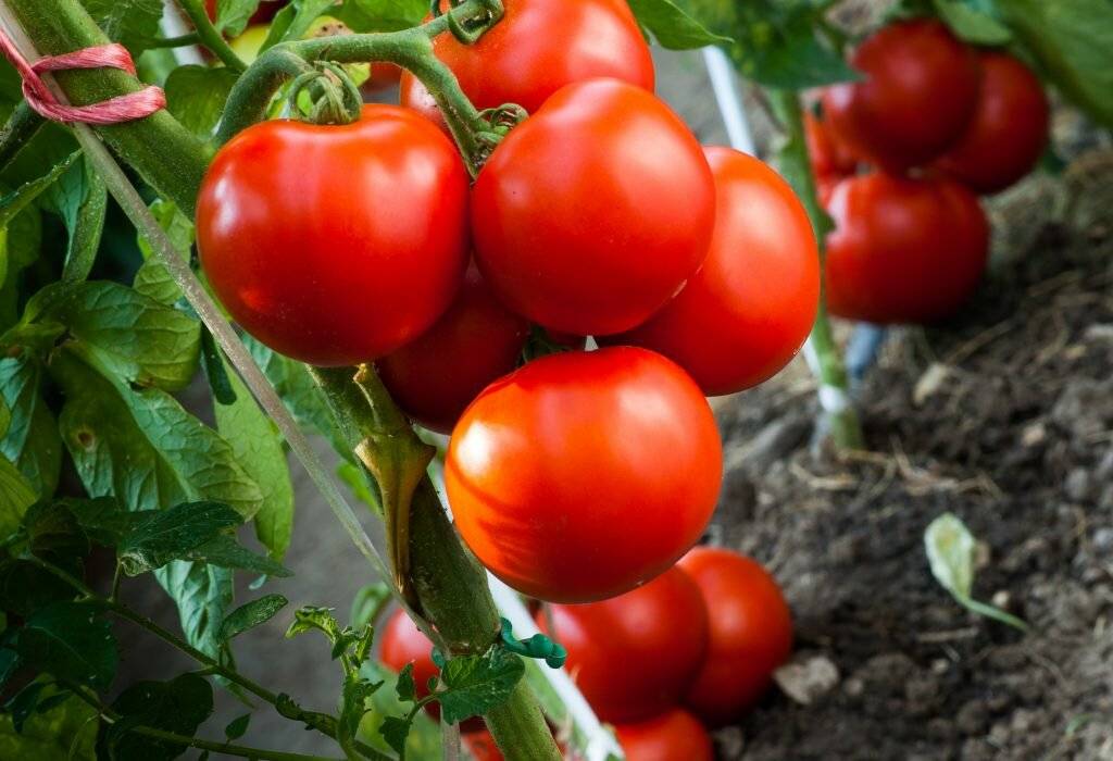 Описание, характеристика, посев на рассаду, подкормка, урожайность, фото, видео и самые распространенные болезни томатов сорта «асвон f1».