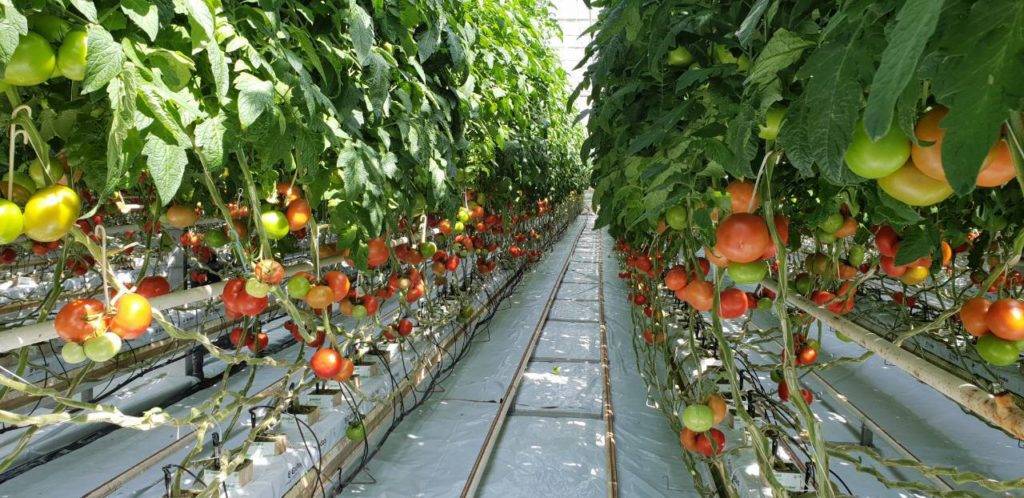 Голландские сорта томатов для теплиц | огородник