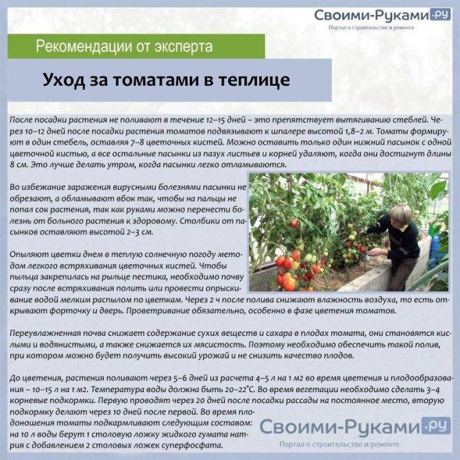 Высадка рассады томатов в теплицу в 2021 году: сроки, правила, подготовка