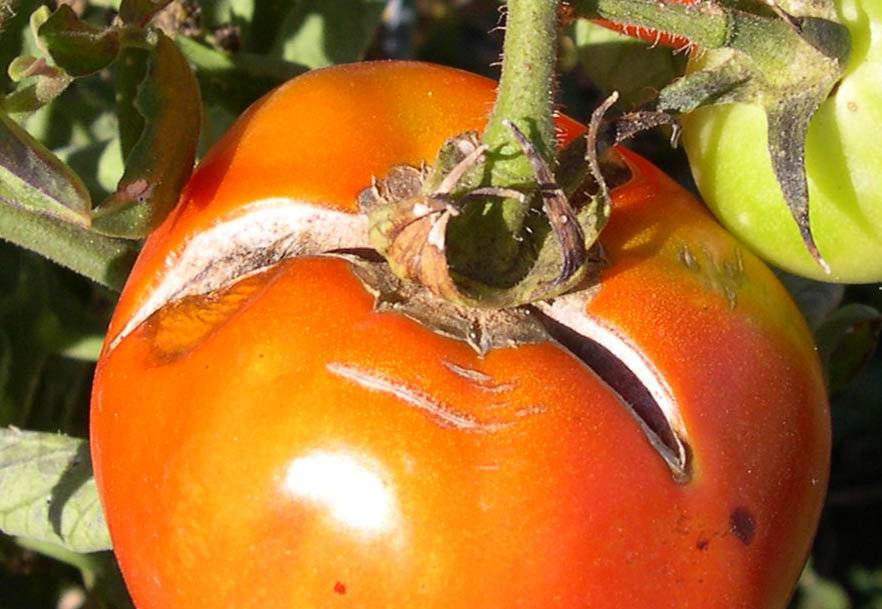 Почему трескаются помидоры в теплице и как этого избежать? ответ здесь!