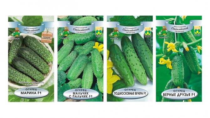 Огурцы букет f1: отзывы об урожайности, описание сорта, фото семян, посадка и уход
