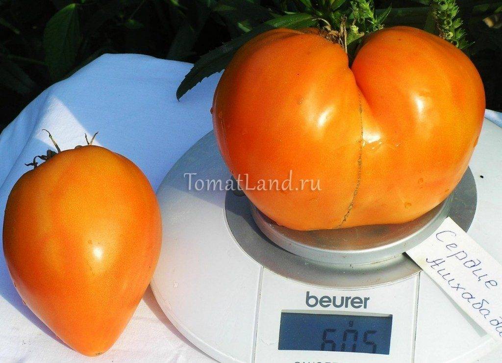 ᐉ томаты-"гномы" для мини-огорода: 15 сортов с описанием и фото