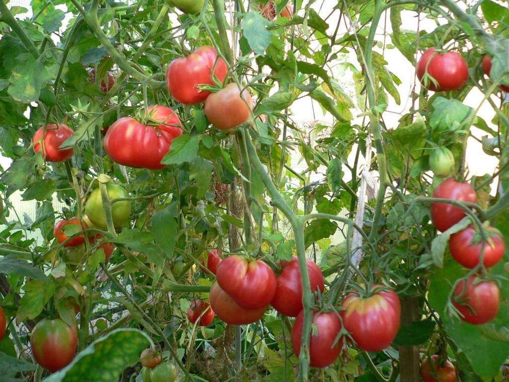 Описание томата мазарини, отзывы и фото, правила выращивания и ухода, урожайность сорта